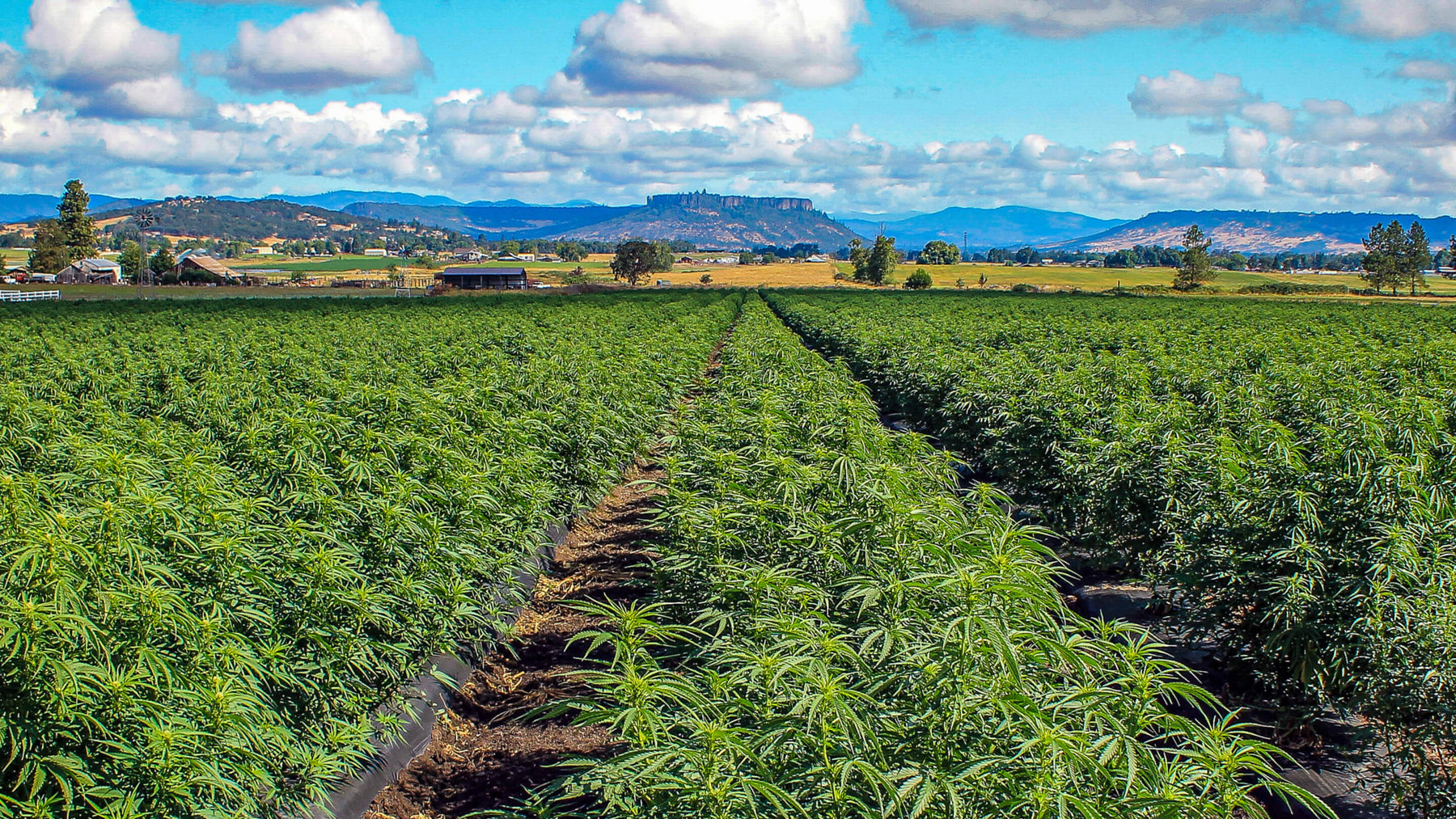 Mission Lago Farms cbd hemp field with Table Rock in the distant background